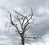 Dead Tree, Shenstone, Worcestershire